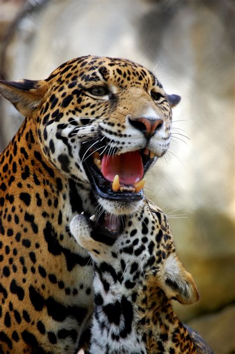 Jaguar türkiye resmi web sitesi. Two wild cubs might determine fate of Argentina's jaguar restoration success