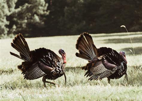 Best Time To Hunt Turkey Times To Hunt