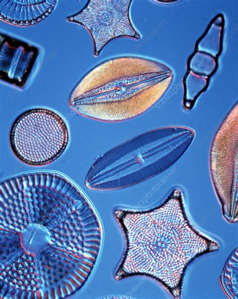 Diatoms Stock Image C0217513 Science Photo Library