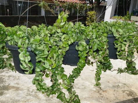 A cactus (plural cacti, cactuses, or less commonly, cactus) is a member of the plant family cactaceae, a family comprising about 127 genera with some 1750 known species of the order. Hoya compacta - Hindu Rope Plant | World of Succulents