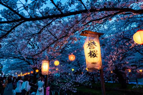 Cherry Blossom Festival Kyoto 2024 Sofie Eleanore