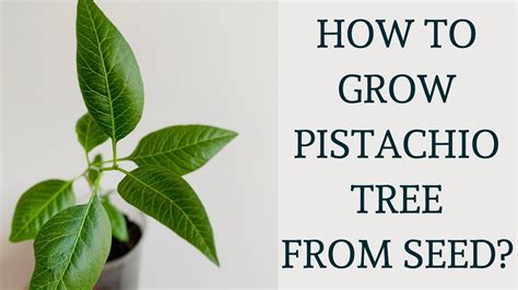 How Can I Grow Pistachio Tree At Home Youtube