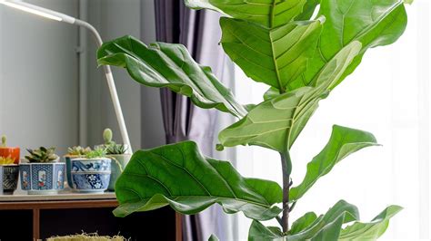 Identify Indoor Tropical Plants Large Leaf Modern House