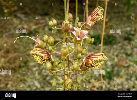 Flower Of Sausage Tree Or Kigelia Africana Stock Photo Alamy