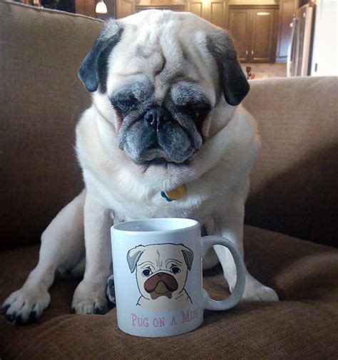 Coffee With Fred 10012016 Coffeewithfred Pugs Pug Love Pugs Funny