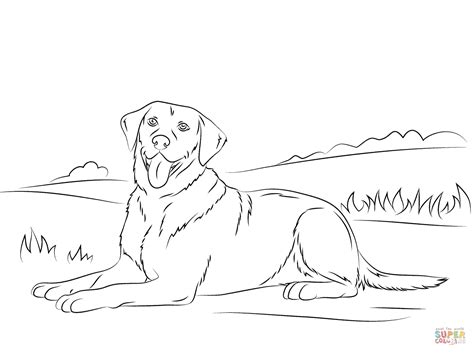 Labrador Retriever Coloring Page Free Printable Coloring Pages