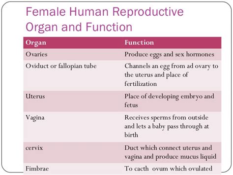 Reproductive System Anatomy And Physiology