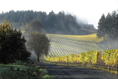 7 Beautiful Vineyard Views In The Willamette Valley Travel Oregon