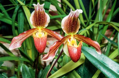 Orchidaceae Earths Most Beautiful Orchids Gallery