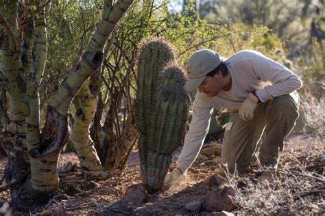 Inside The Fight Against The Growing Cactus Black Market Pacific Standard