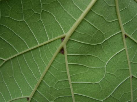 Catalpa Ovata Bignoniaceae Image At Phytoimages Siu Edu