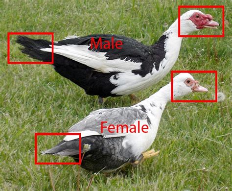 Muscovy Duck Male And Female Differences ~ Bird Information