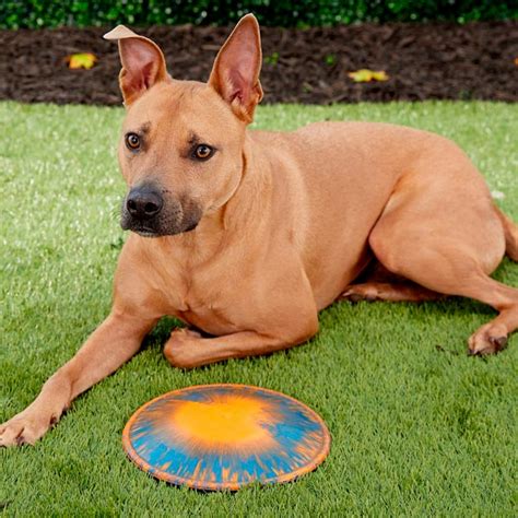 10 Best Dog Frisbees Reviewed In 2022