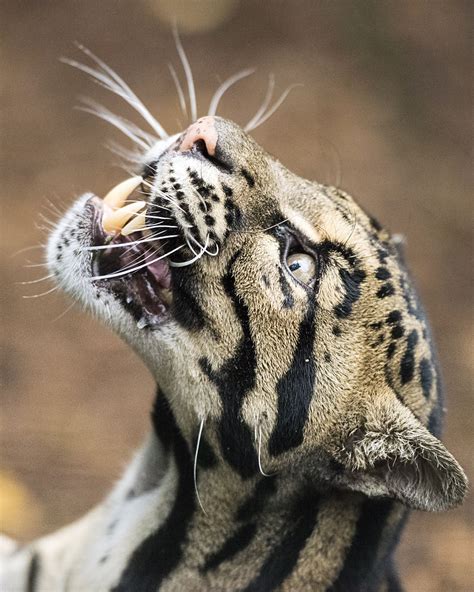 Leopard Teeth Size Peepsburghcom