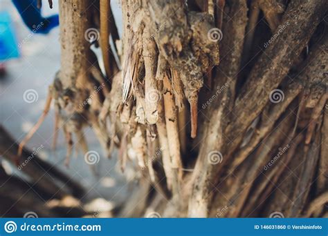 Coconut Or Palm Tree Root At Beautiful Beach Stock Photo Image Of