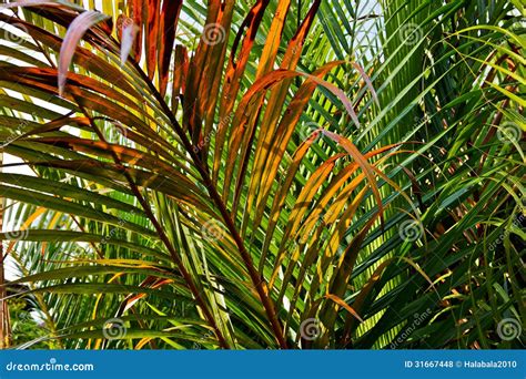 Tropical Palm Leaves Stock Photo Image Of Frond Environment 31667448