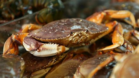 Dungeness Crabs Threatened By You Guessed It Climate Change Grist