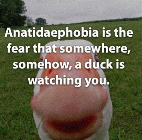 Pin By Evelynne On Idk Phobias Fear Duck