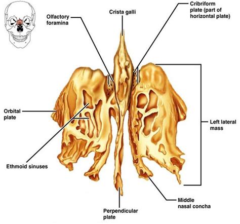 The nasal bone is a paired flat bone located at the upper third of the nose bridge. Print Exercise 9 flashcards | Easy Notecards