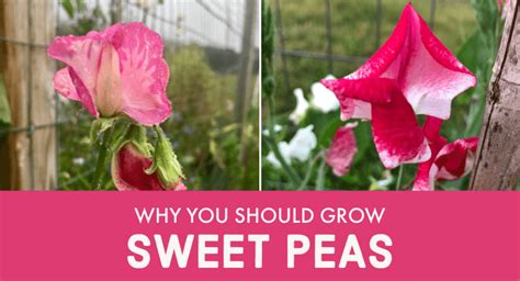 Why You Should Grow Sweet Peas Julia Dimakos