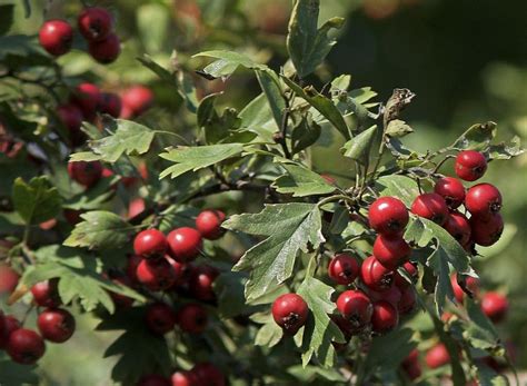 Hawthorn Plant Promotes Heart Health Hawthorn Tree Hawthorn Berry
