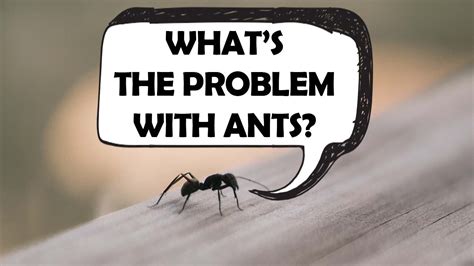 why are ants a problem in your home killroy pest control