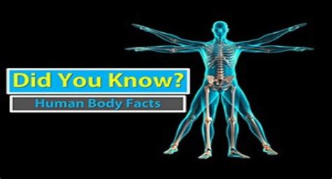 Free Download Human Body Facts Powerpoint Ppt Presentation