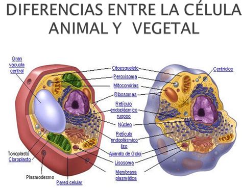 Bi0logia 6 Diferencias Entre CÉlula Animal Y CÉlula Vegetal