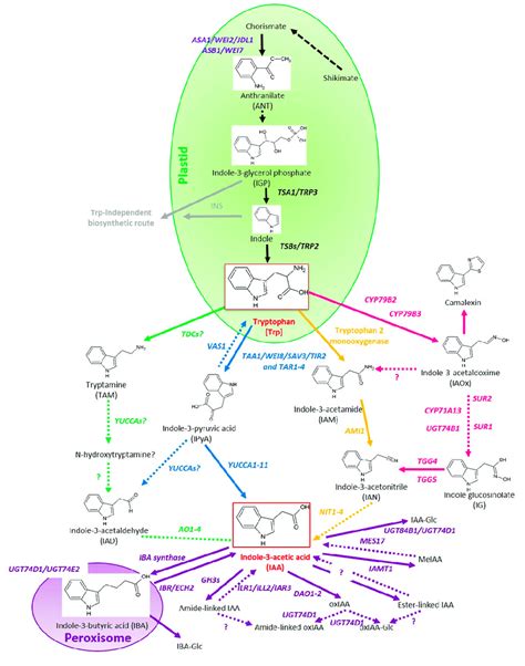 Auxin Biosynthesis Pathway