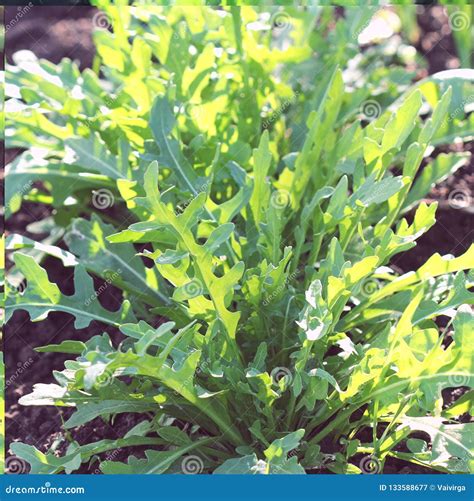 Arugula Plant Growing In Organic Vegetable Garden Stock Image Image