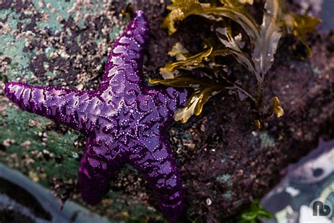 Purple Sea Star Comox Bc Website Social All Images © Flickr