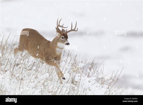 Whitetail Buck Deer Running In Winter Snow Stock Photo Alamy