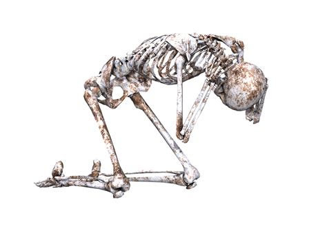 Skeleton Jpeg