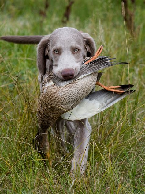 Top 10 Hunting Dog Breeds The Cozy Pet Blog