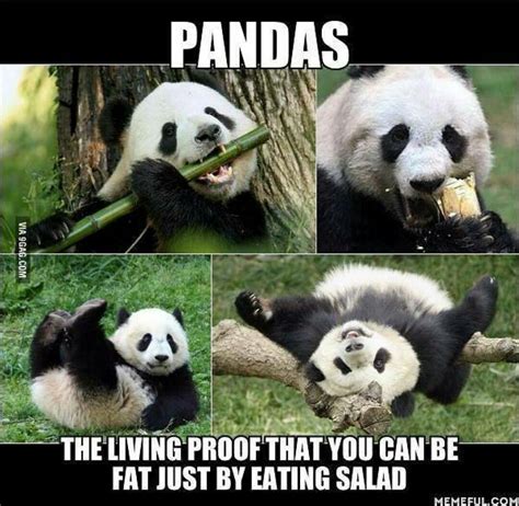 Pandas Panda Funny Funny Animal Memes Animal Jokes