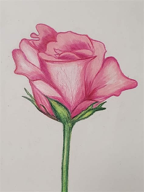 Rose Flower Bud Sketch Original Color Pencil Artpink Red Etsy