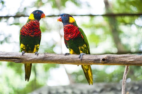 We did not find results for: Visiting Kuala Lumpur's Beautiful KL Bird Park