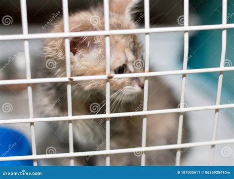 Sad Cat In The Cage Of The Shelter Stock Image Image Of Animal Cage