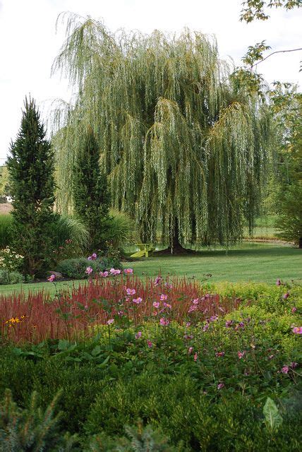 Golden Weeping Willow Salix Alba Tristis Be Careful Where You Plant