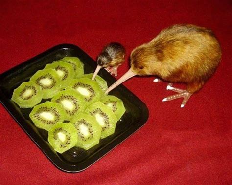 Canibalismo Kiwi Ave Apteryx Comendo A Fruta Kiwi Actinidia