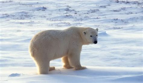How Big Are Polar Bears