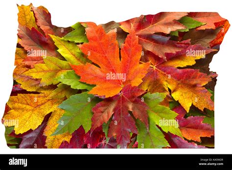 Oregon Maple Leaves Mixed Changing Fall Colors Background Stock Photo