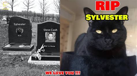 Rip Sylvester Cat Sylvester Cat Passed Away After Its Owner Steve