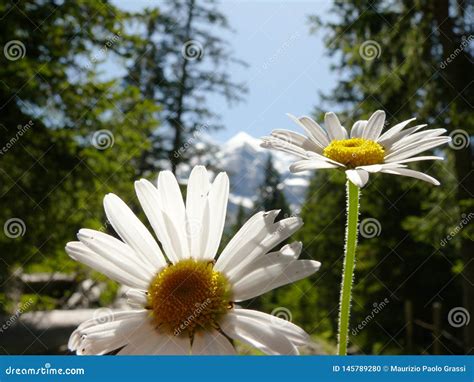 Daisies In Bloom With Mountains Background Stock Photo Image Of Flora