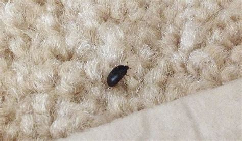 Babe Tiny Black Beetles In House Betting Tips