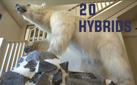 20 Incredible Hybrid Animals That Actually Exist Fantastic Wildlife