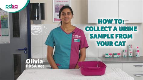 How To Collect A Urine Sample From Your Cat Pdsa Petwise Pet Health