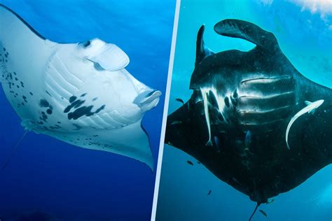 The 3 Main Differences Between The Giant Manta Ray And The Reef Manta