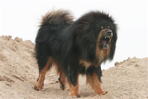Tibetan Mastiff Dogs Latest Information And Pictures All Wildlife