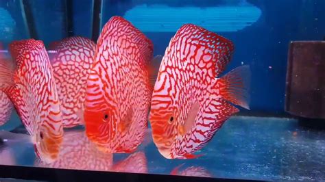 Discus Pigeon Red Map 15 16cm The Royal Discus Youtube